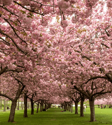 Brooklyn Botanic Garden